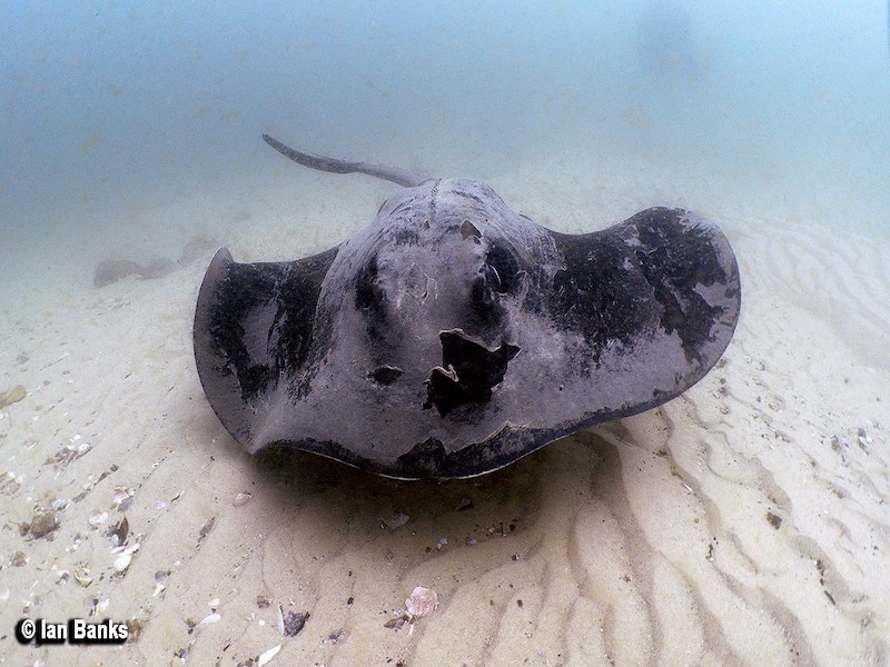Gold Coast Seaway photo 10