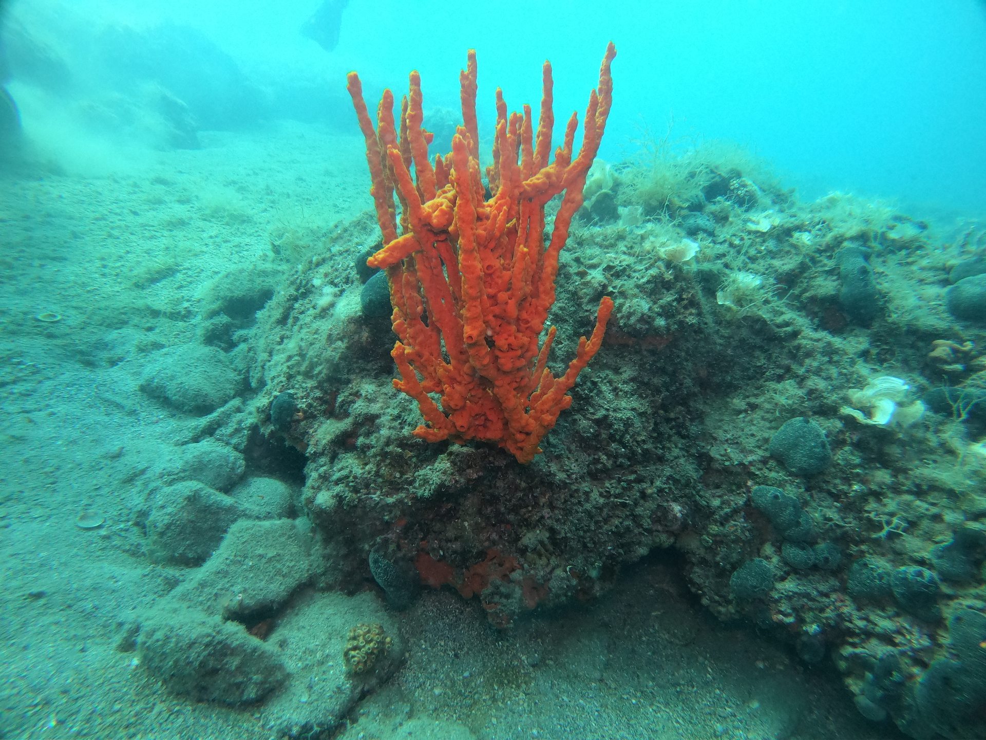 Limni reef 2 photo 15