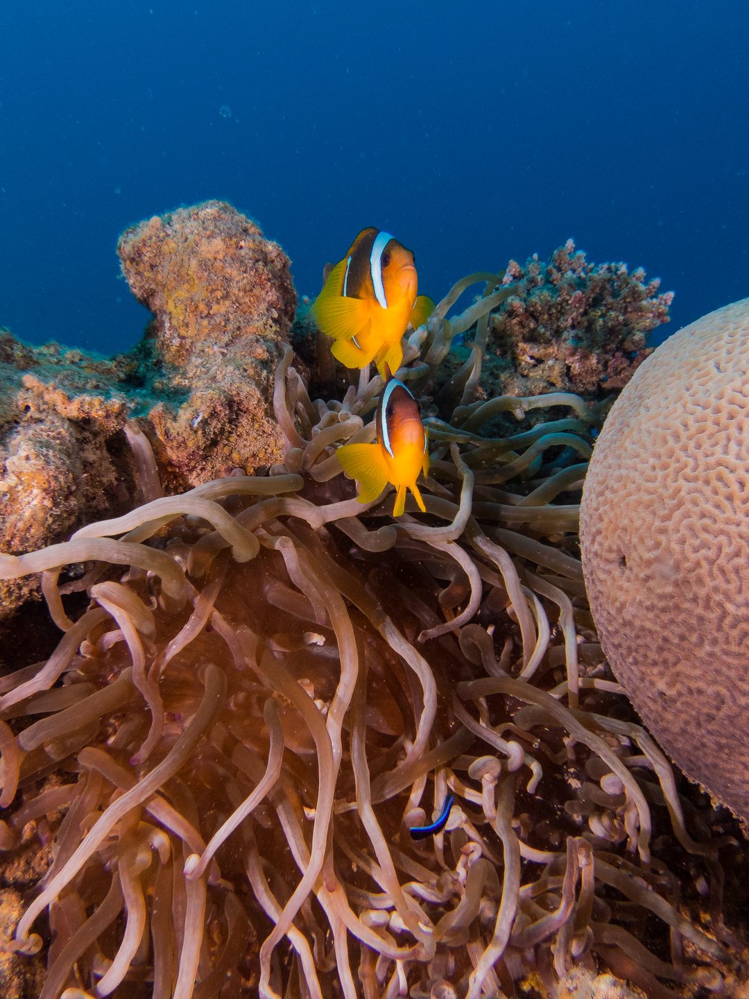 RAINBOW REEF