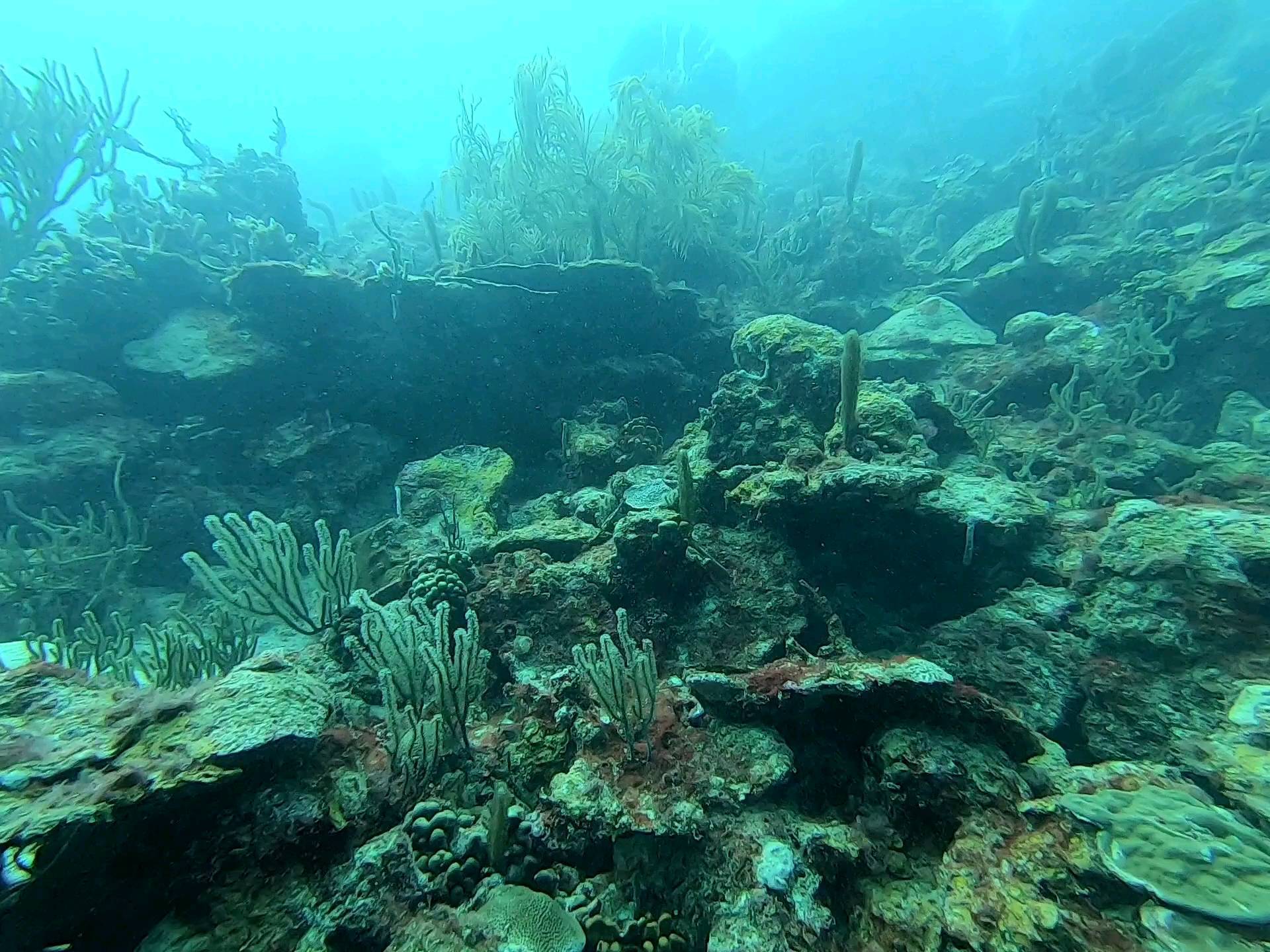 Horseshoe Reef