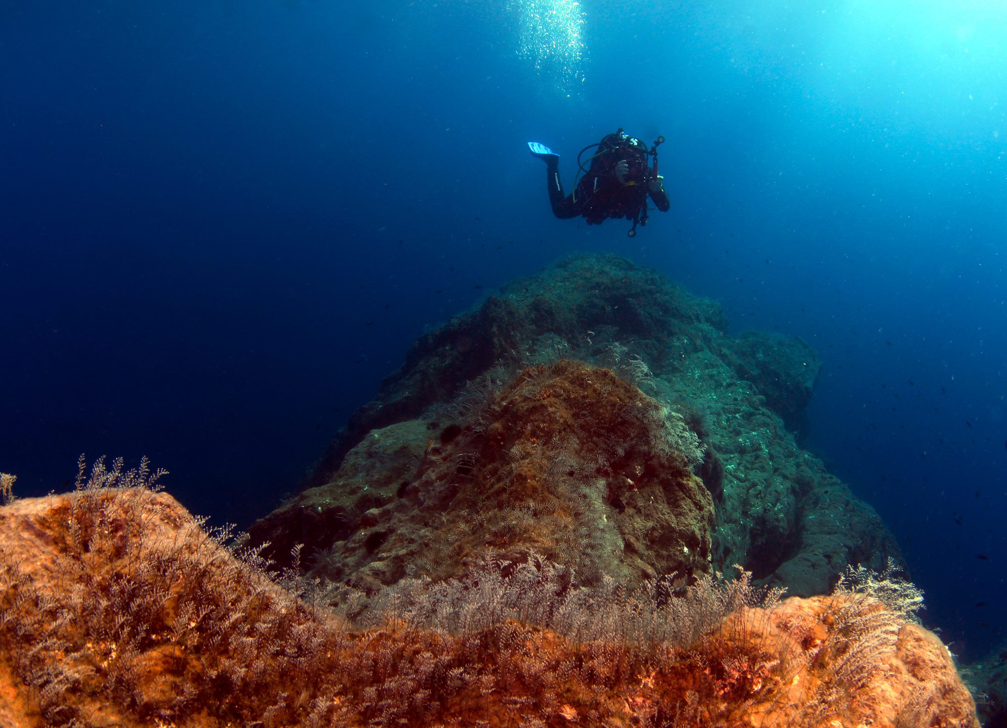Pachia reef photo 14