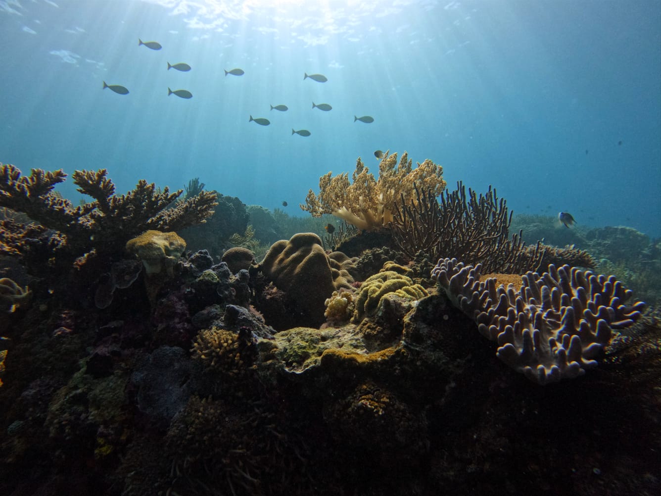 Compass House Reef