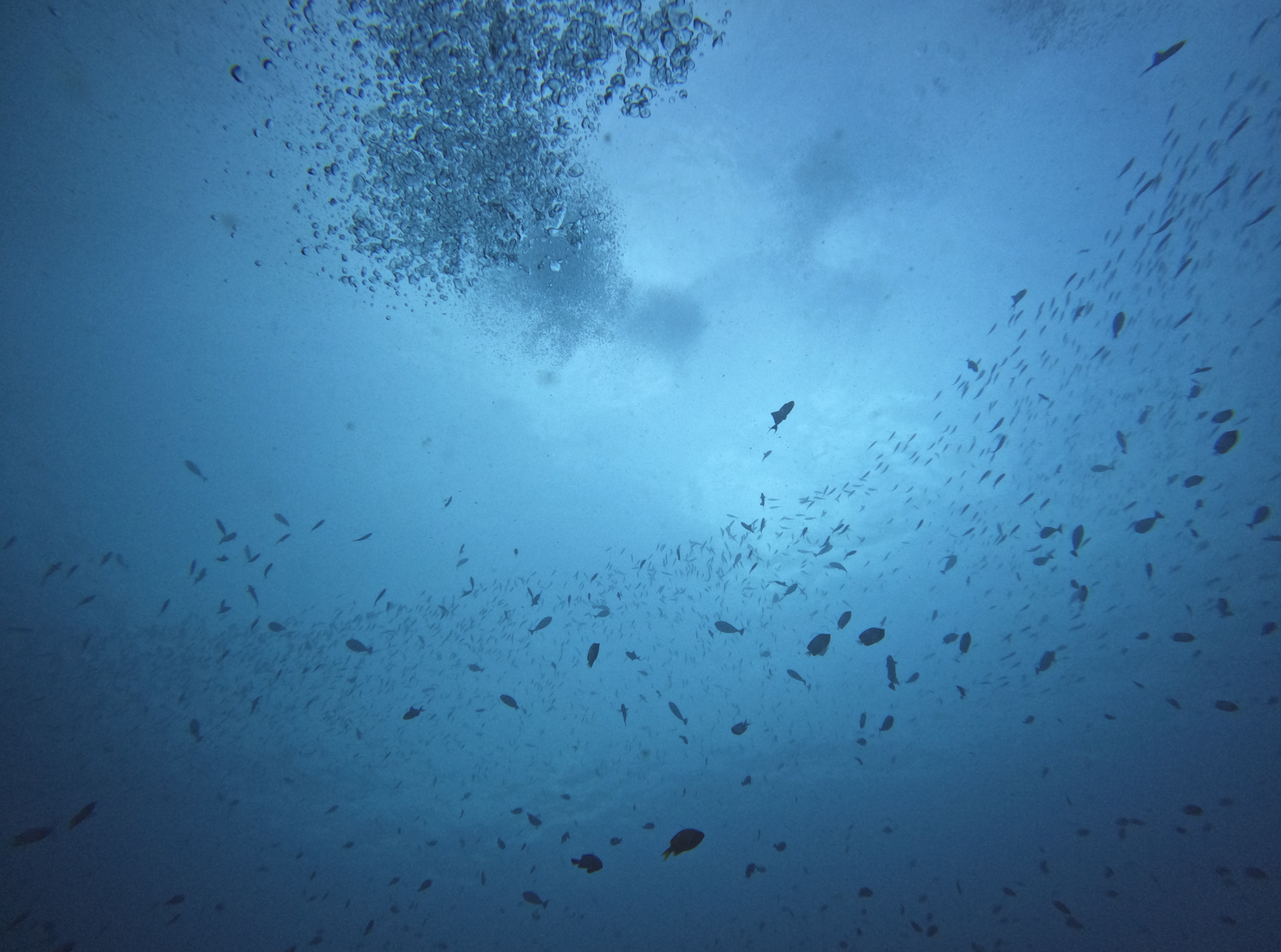 Coral Gardens 2 photo 4