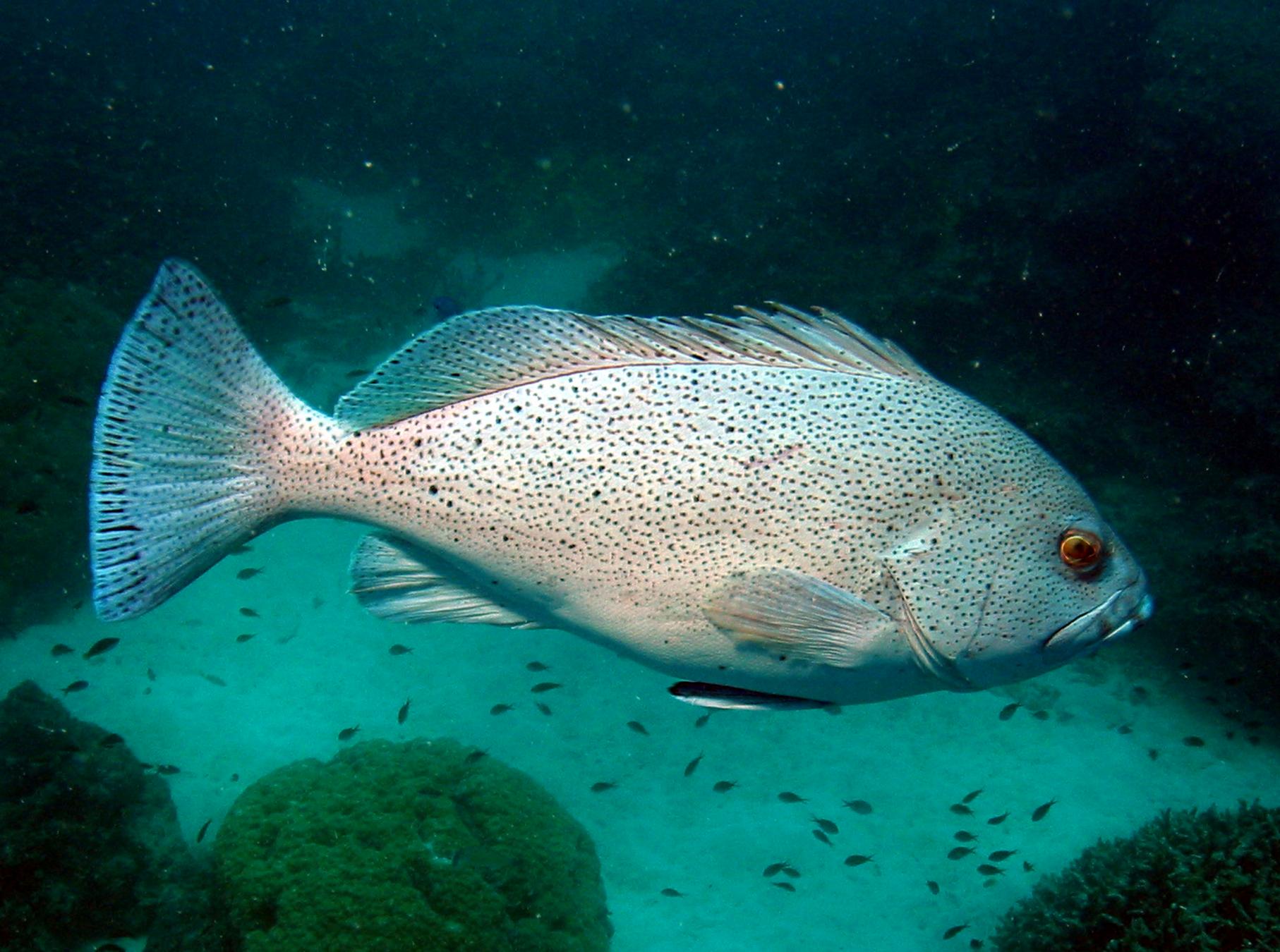 Flynn Reef photo 2