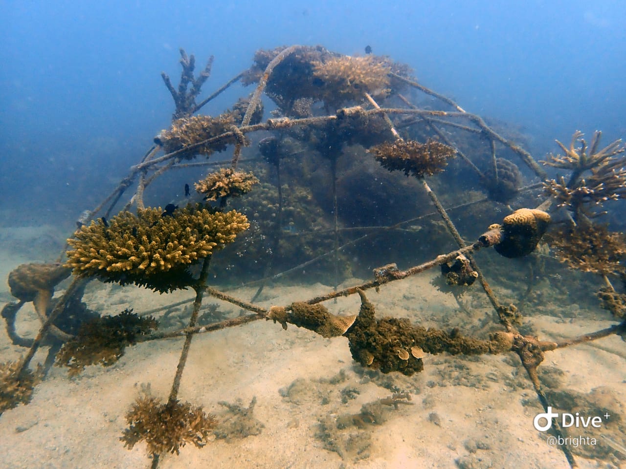 Junkyard Reef