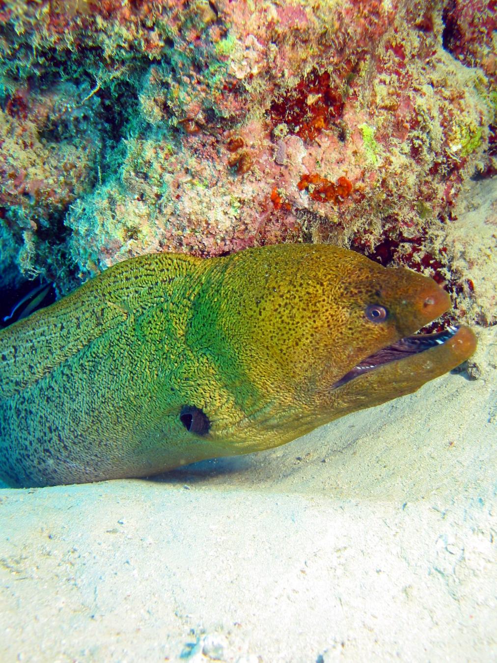 Flynn Reef photo 8