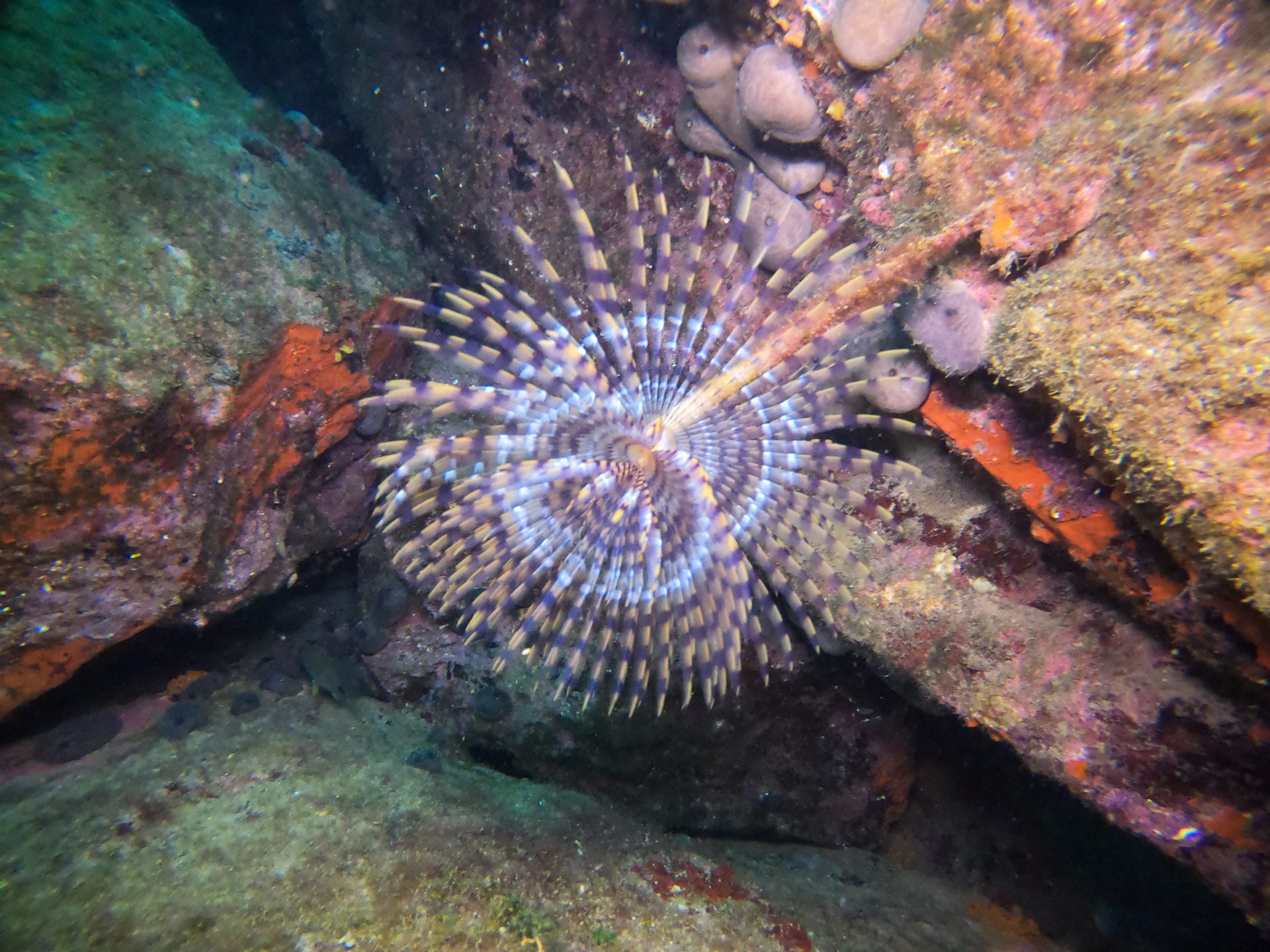 Taxiarxis reef photo 13