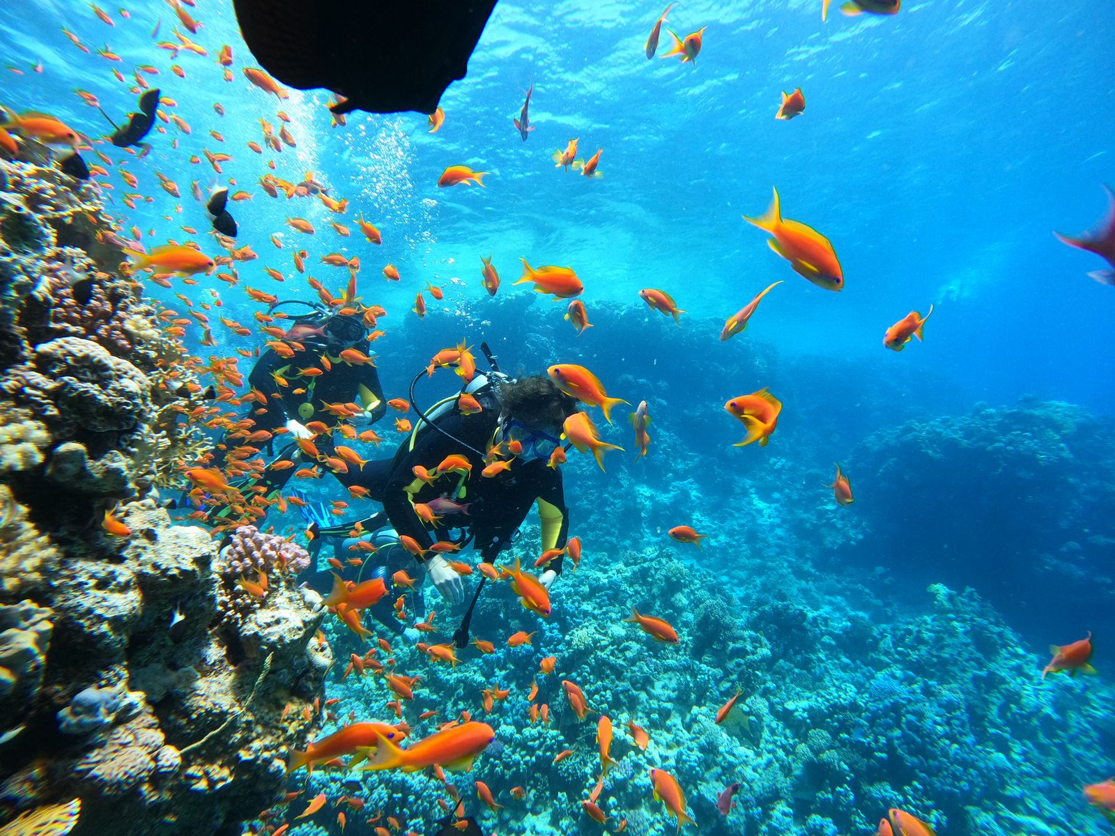 Grand Makadi house reef photo 2