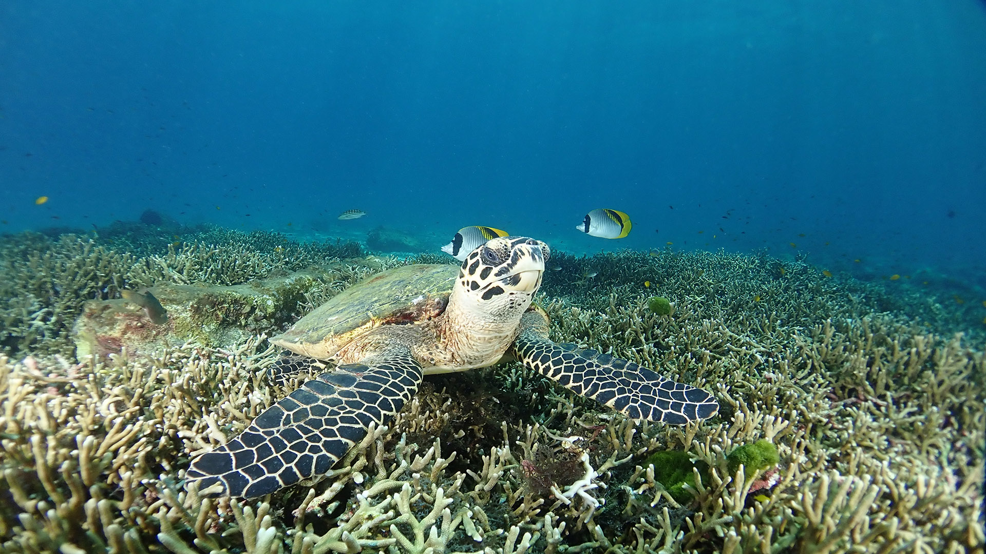 Banana Bay Racha Noi photo 2