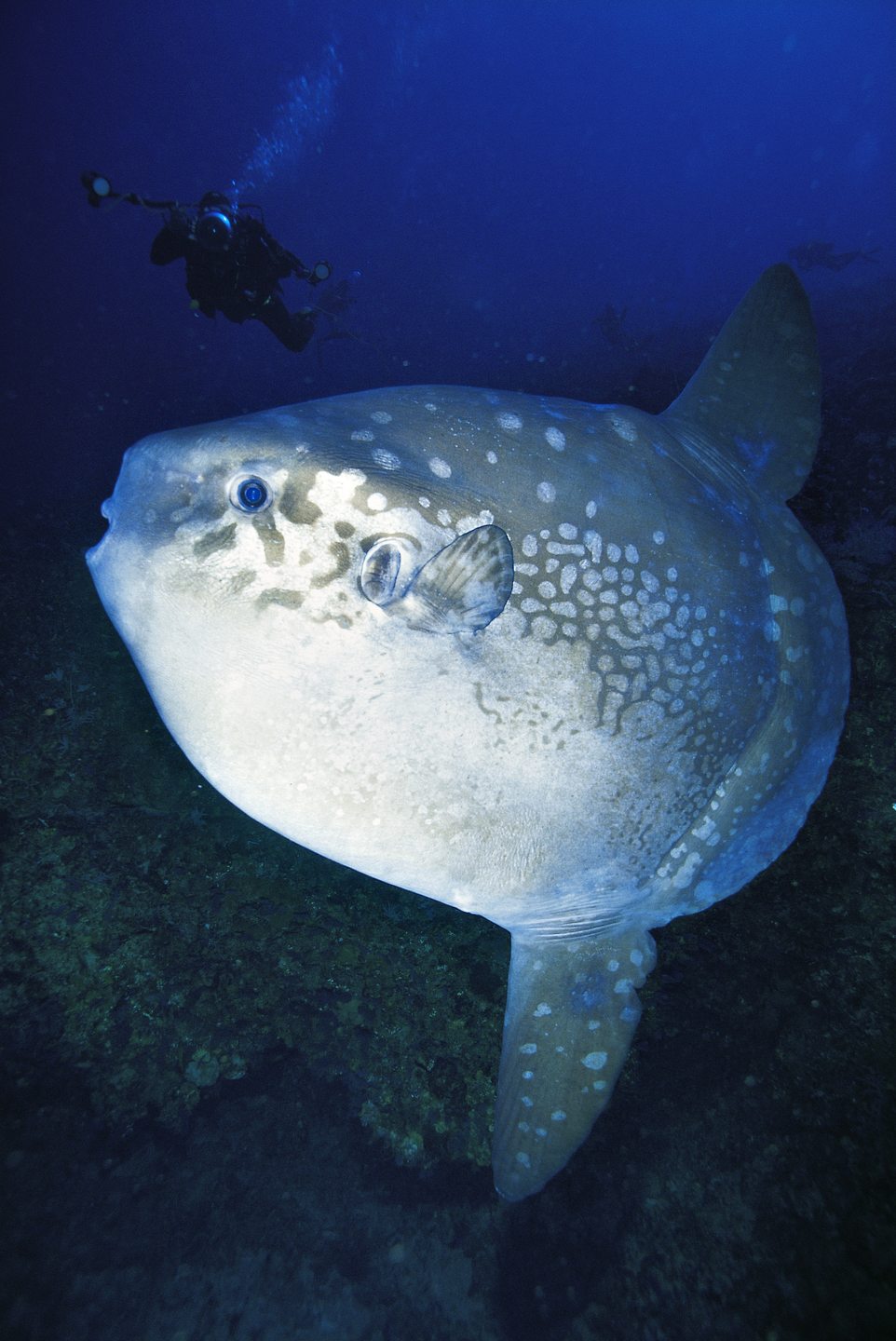 Manta Point photo 7
