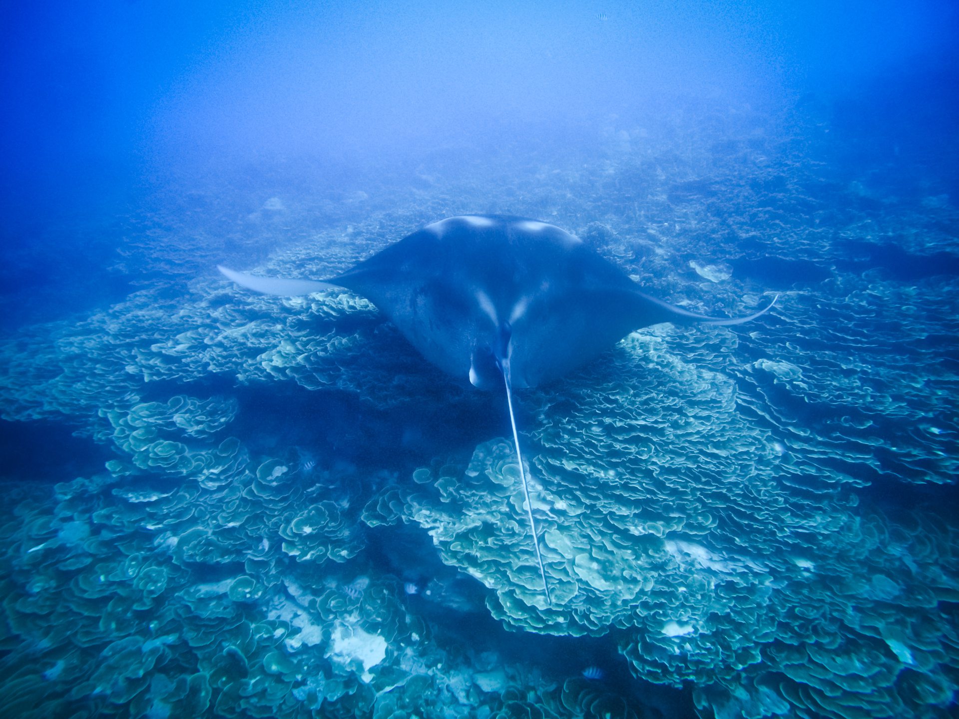 ANAU - Mantas Spot - BORA BORA photo 3