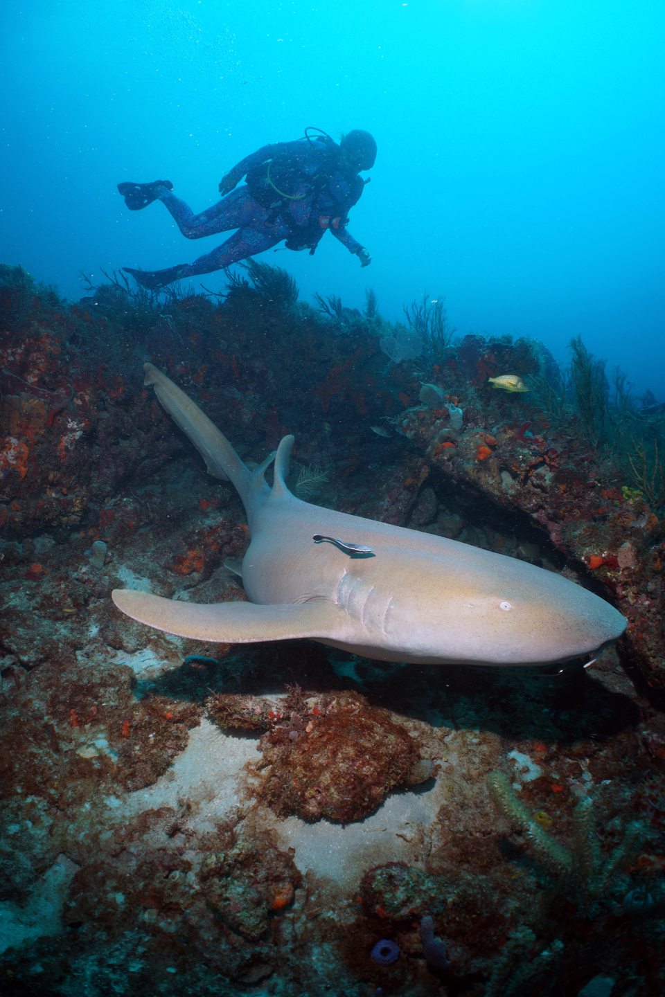 Breakers Reef
