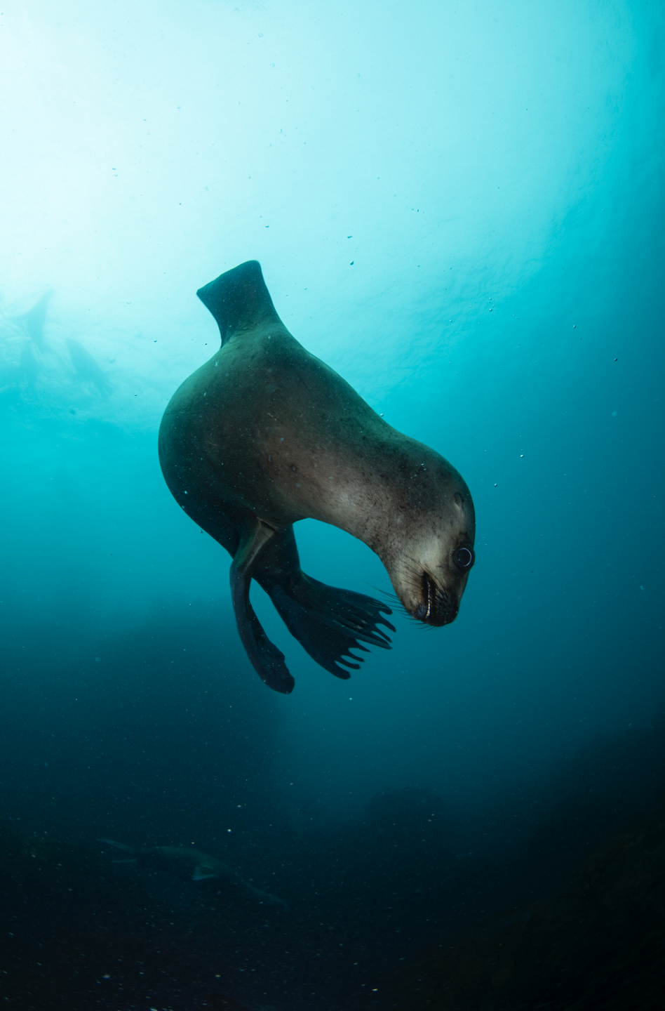 La lobera de Huiro photo 2