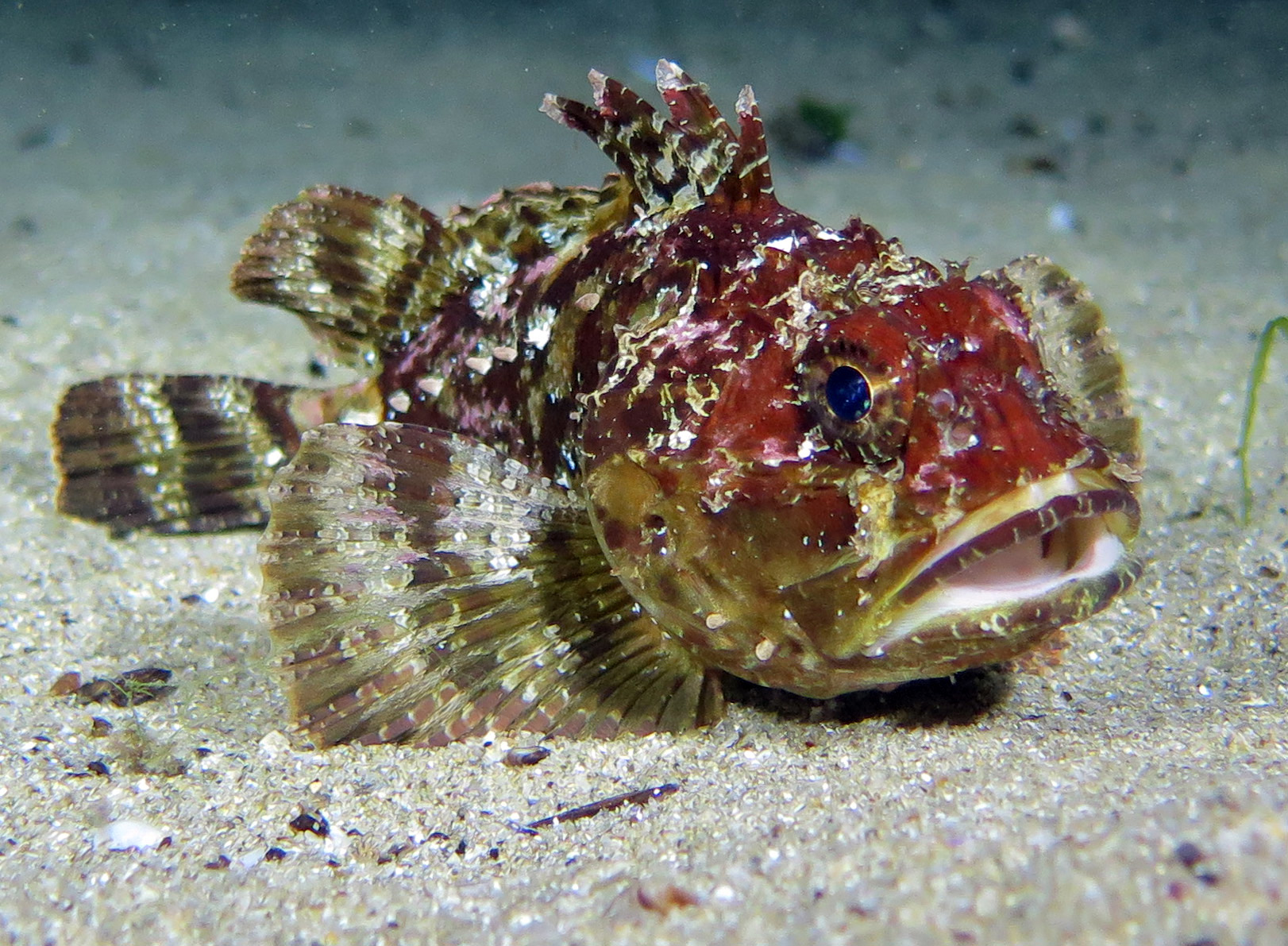 Seahorse alley and Lagoon photo 5