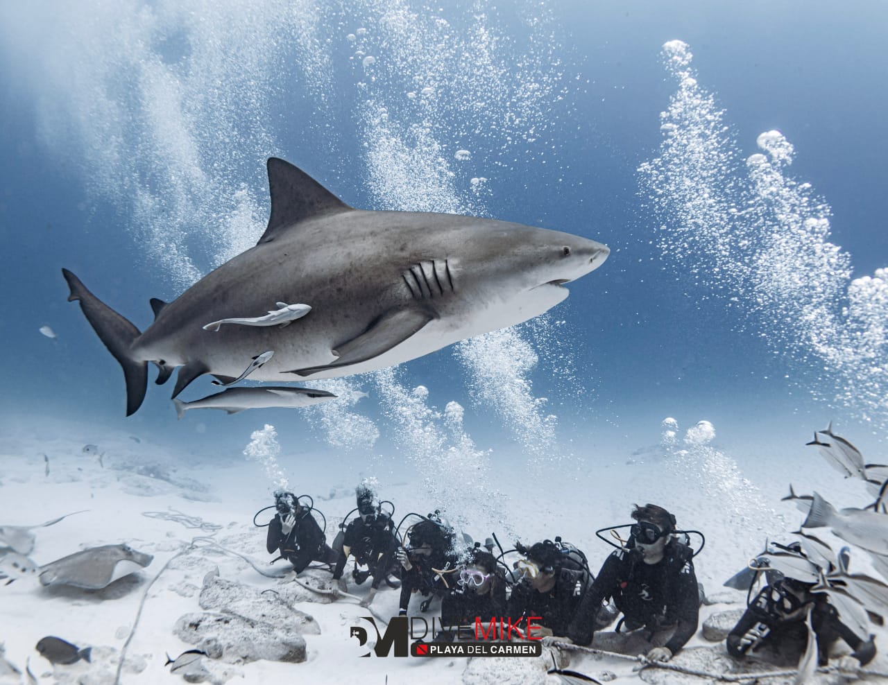 BULLSHARK SITE photo 2