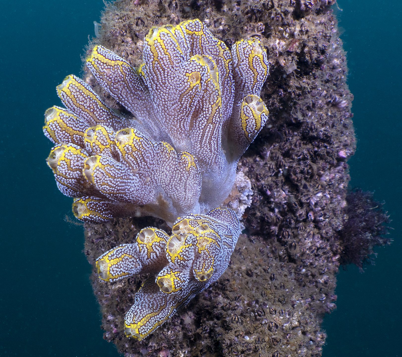 Wonder Reef photo 3
