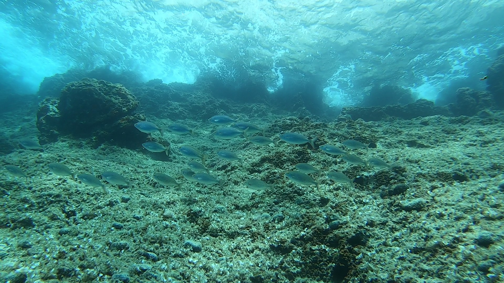 SHALLOWS MLIN photo 3