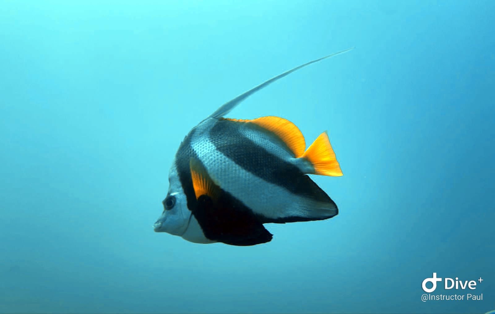 Quarter mile reef