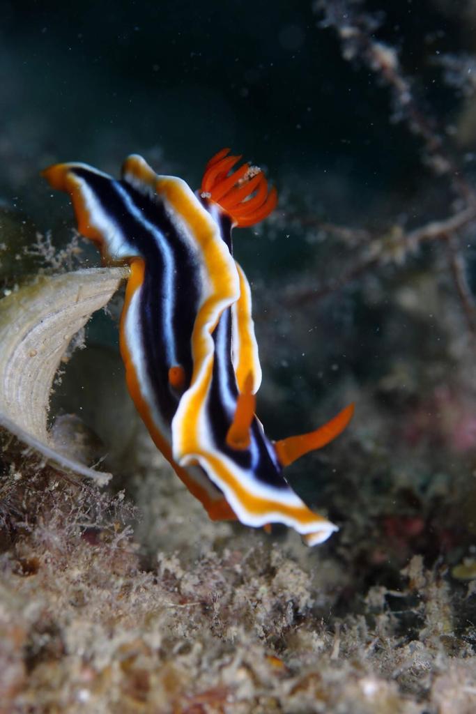Genteng Kecil House Reef, Pulau Seribu, Jakarta photo 5