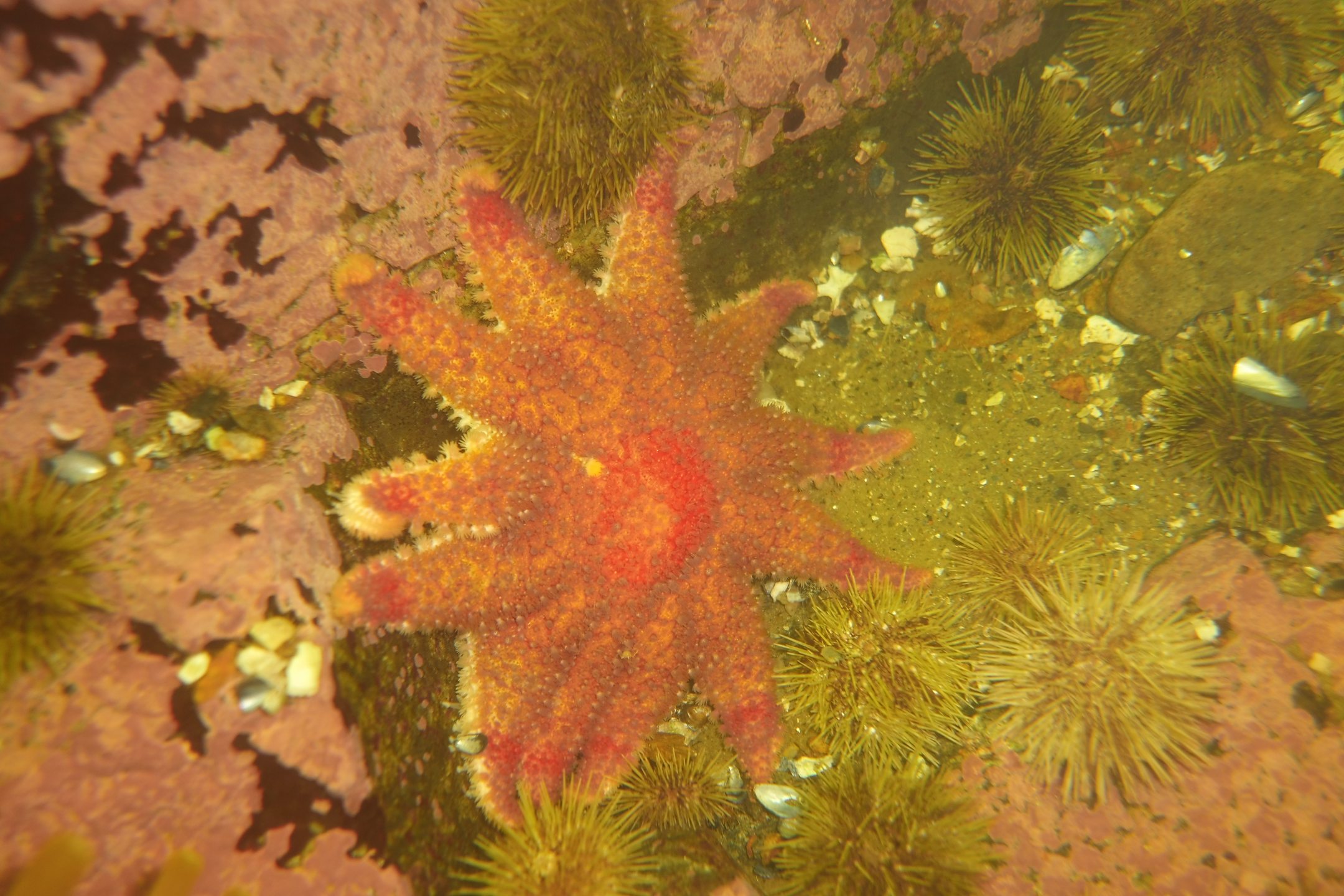 Les Escoumins - Baie des anémones photo 2