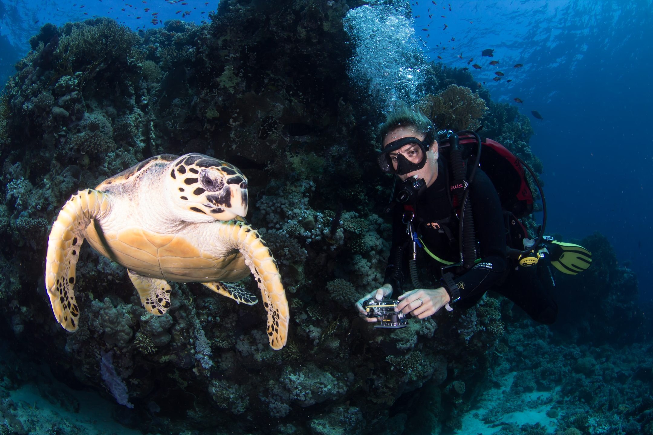 Shark & Yolanda Reef - Ras Mohammed photo 3