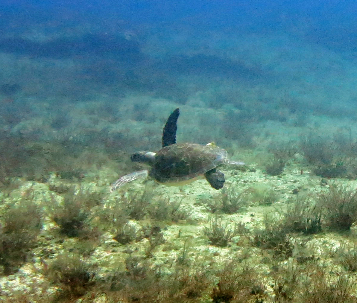 Roman Harbour photo 3