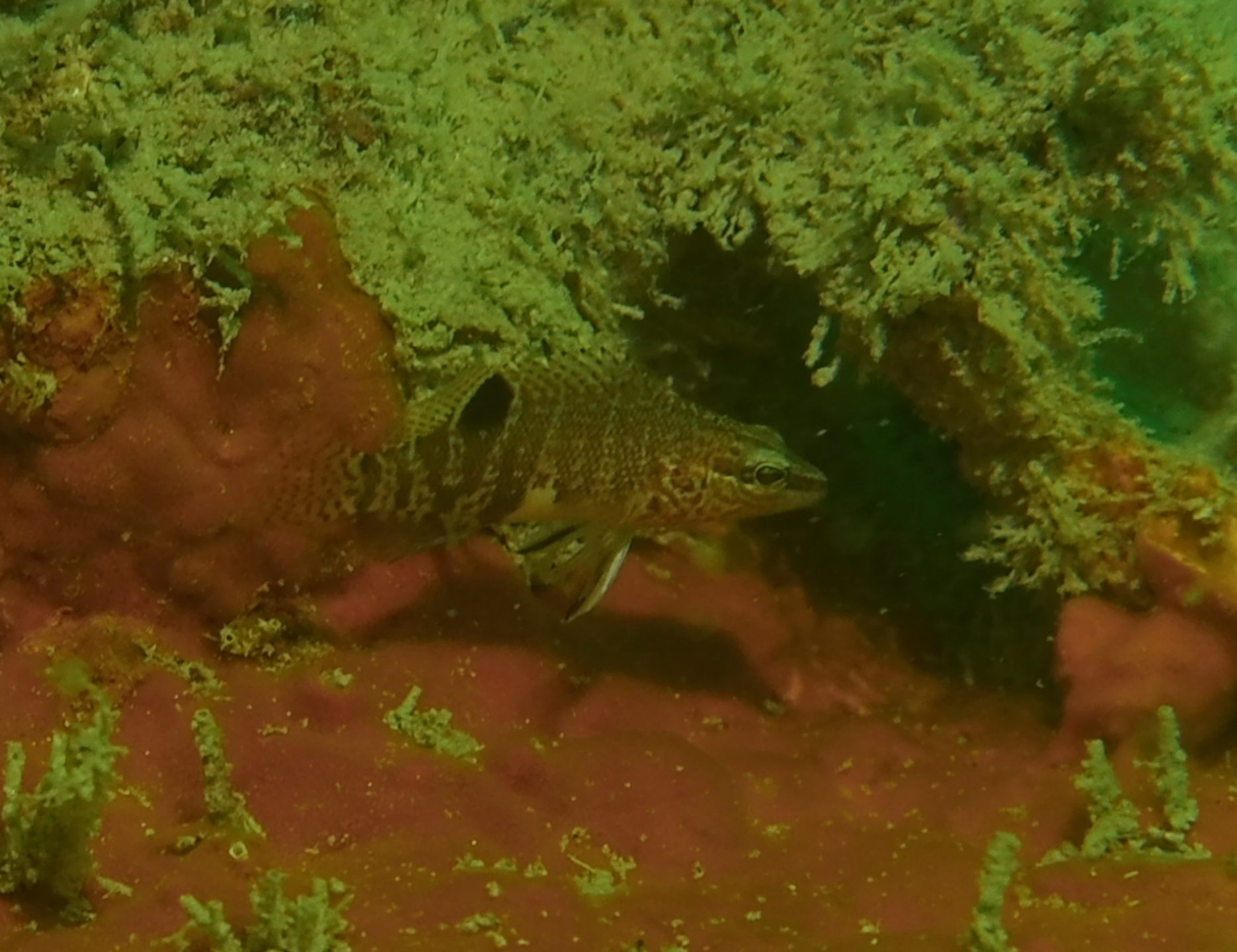 First Reef photo 3