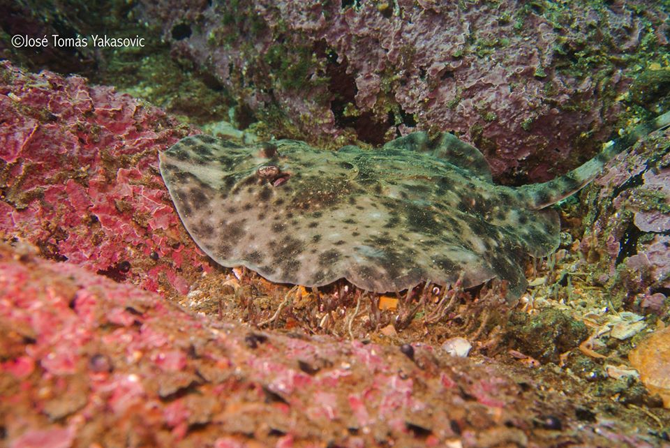 Mola Mola photo 2
