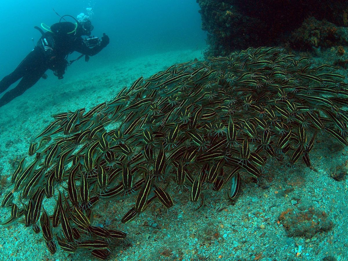 Ship Rock Aquatic Reserve photo 5