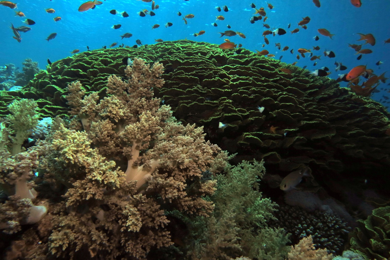 yolanda house reef photo 3