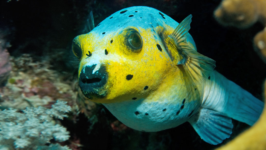 Kevin's Reef photo 2