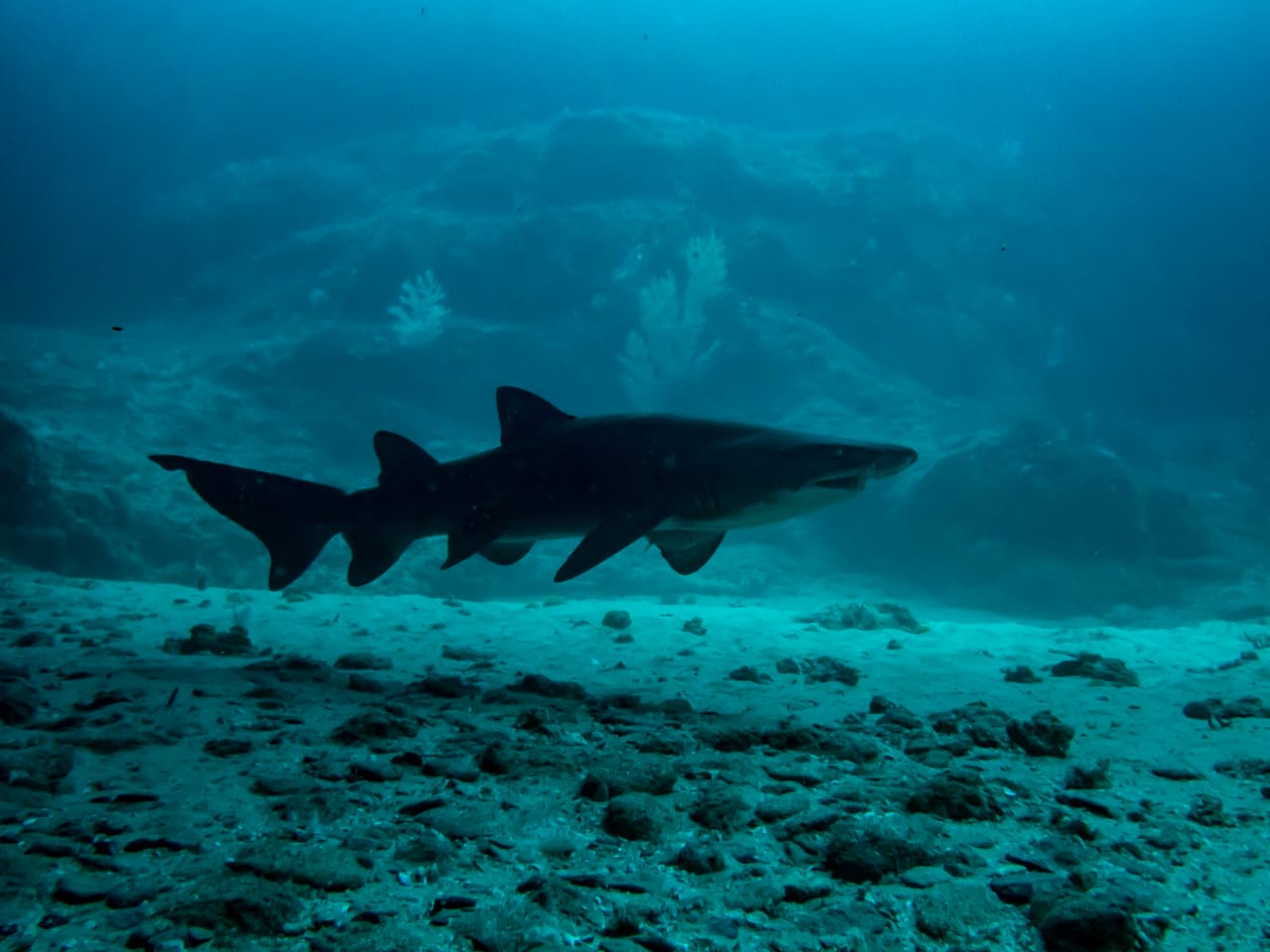 Aliwal Shoal Reef
