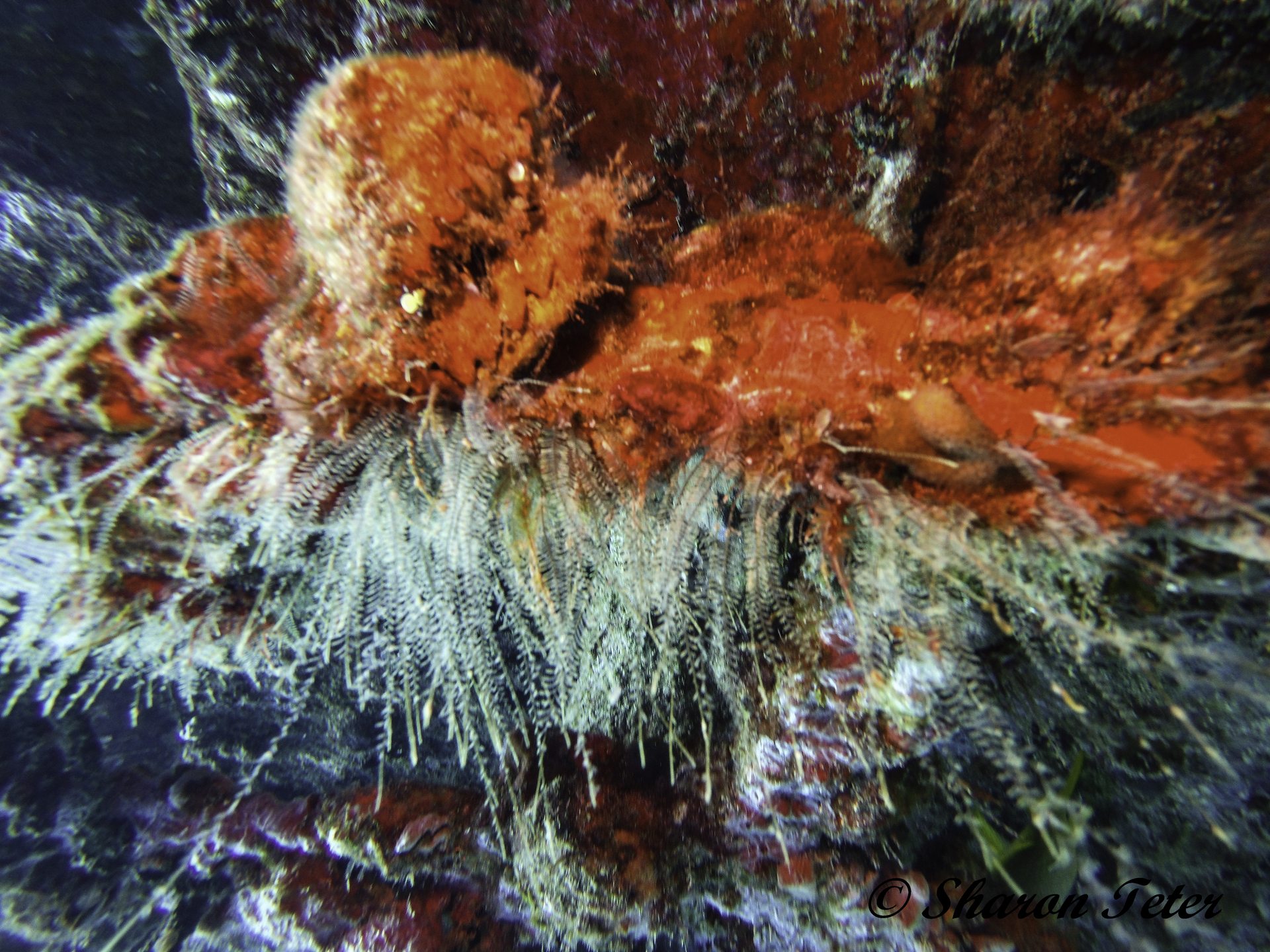 C58 photo 7
