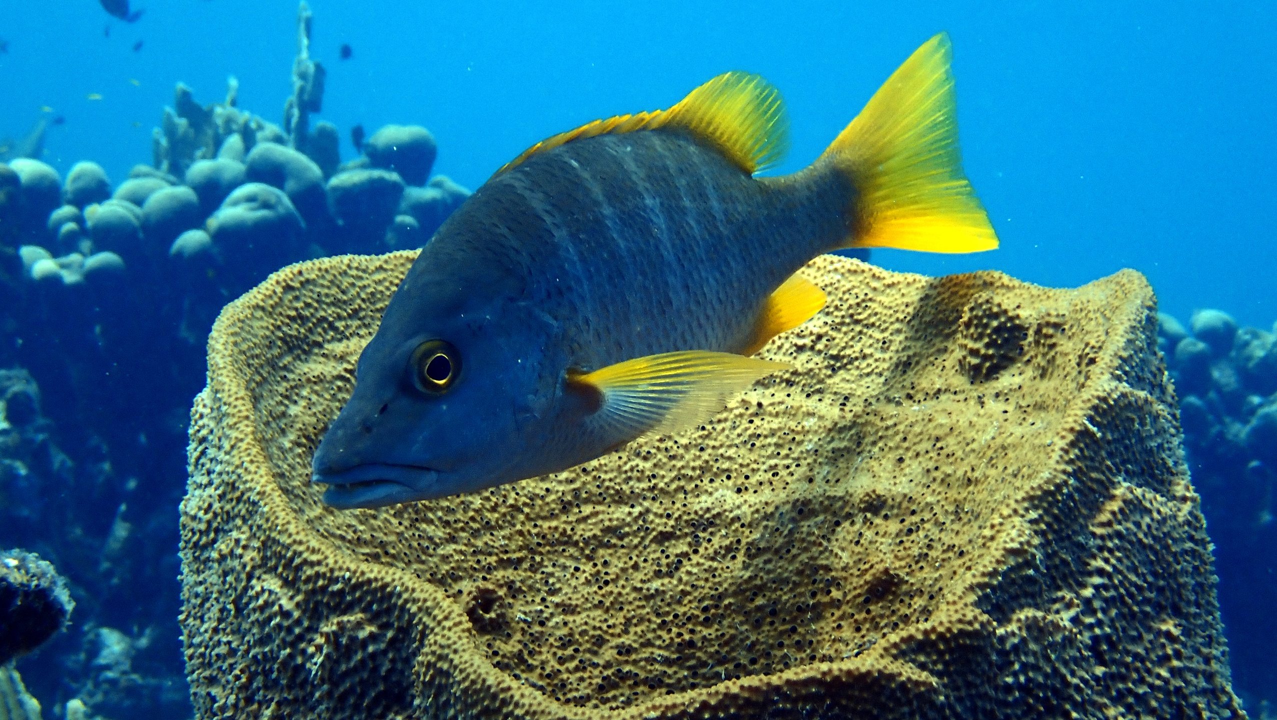 Tugboat Housereef of CURious 2 DIVE photo 8