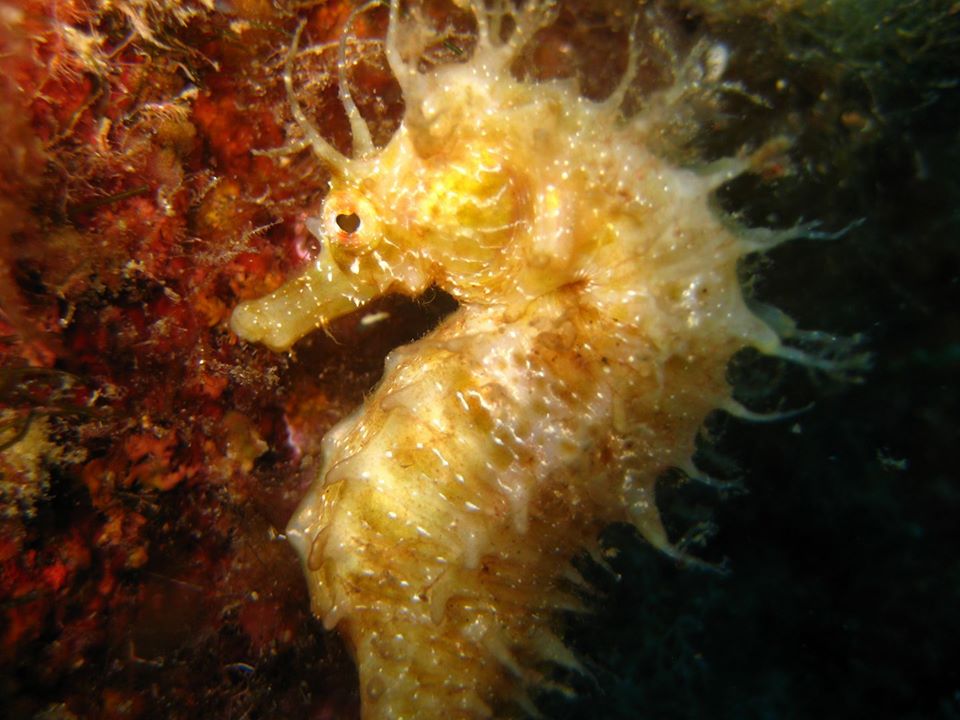 Scannella