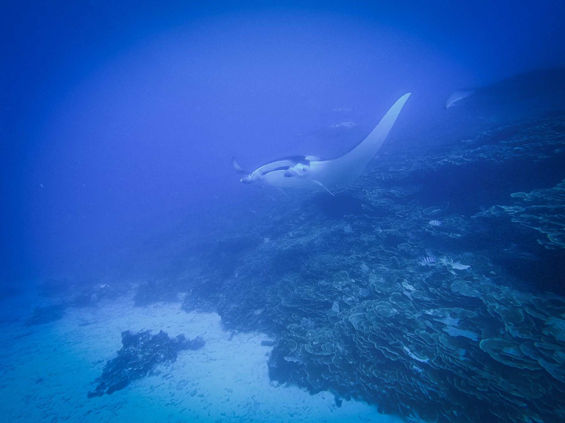 ANAU - Mantas Spot - BORA BORA photo 2