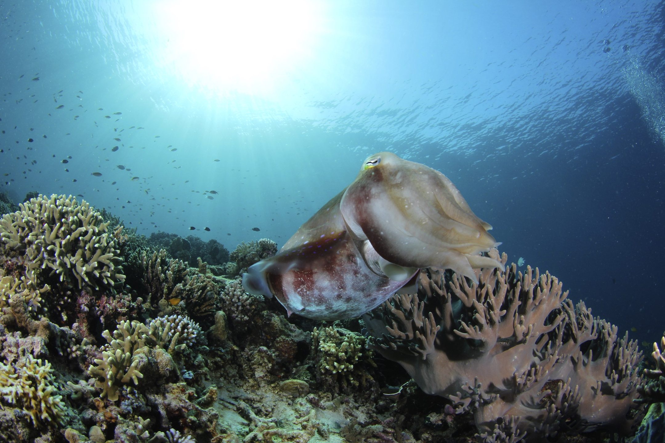 Mayne Reef