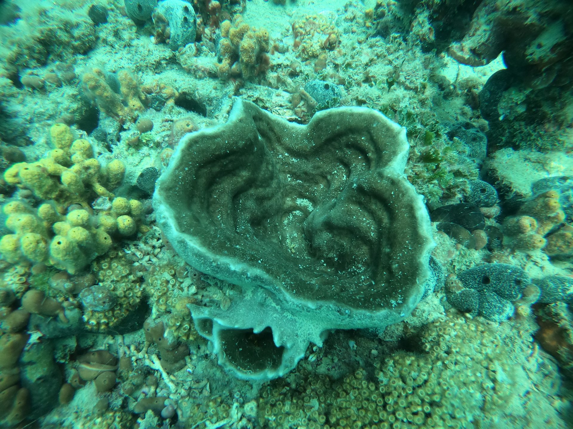 Shipwreck "Cretaland" photo 5