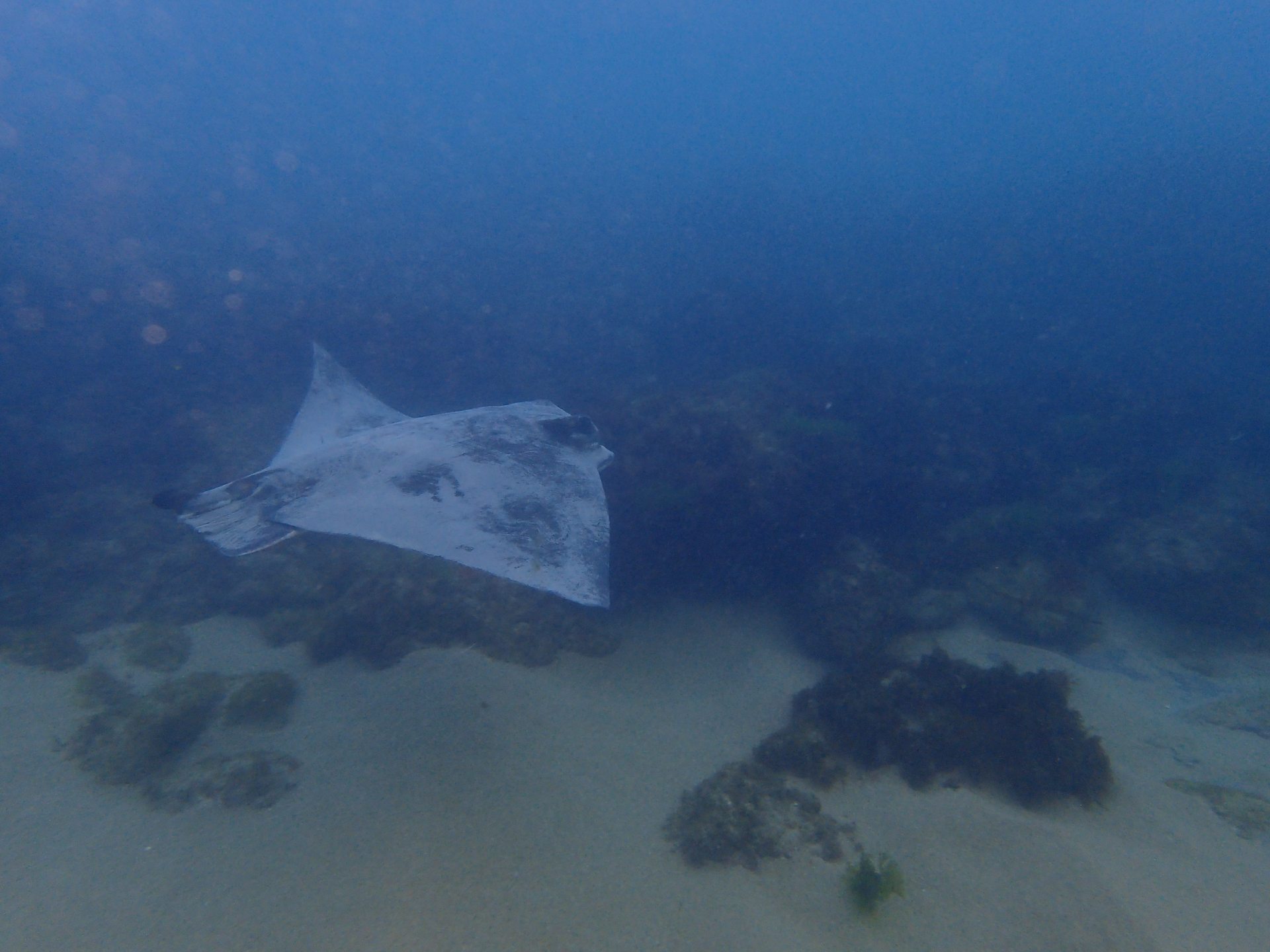 Port Campbell Bay Reef photo 5