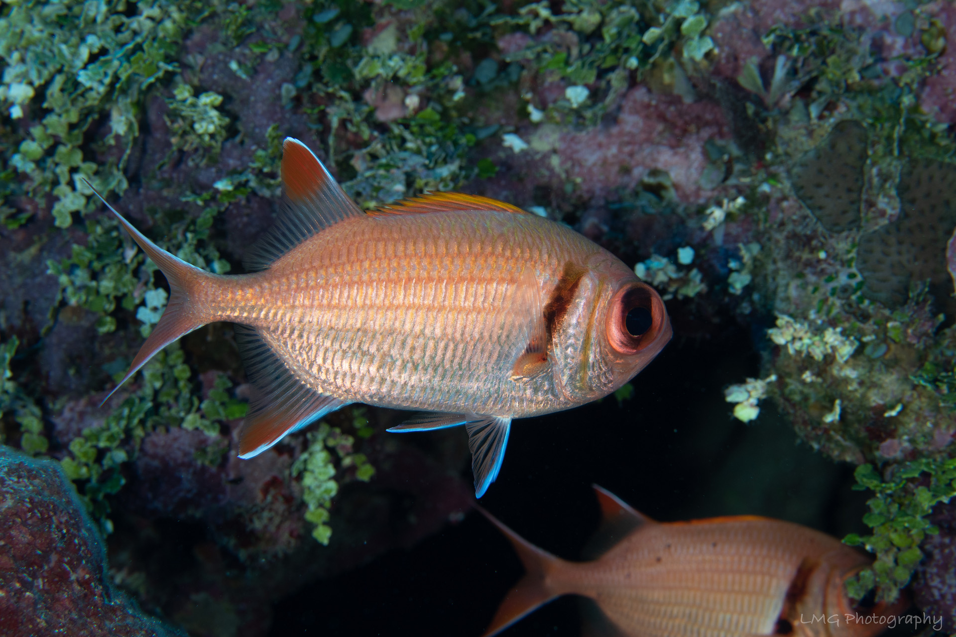 Hap's Reef photo 8