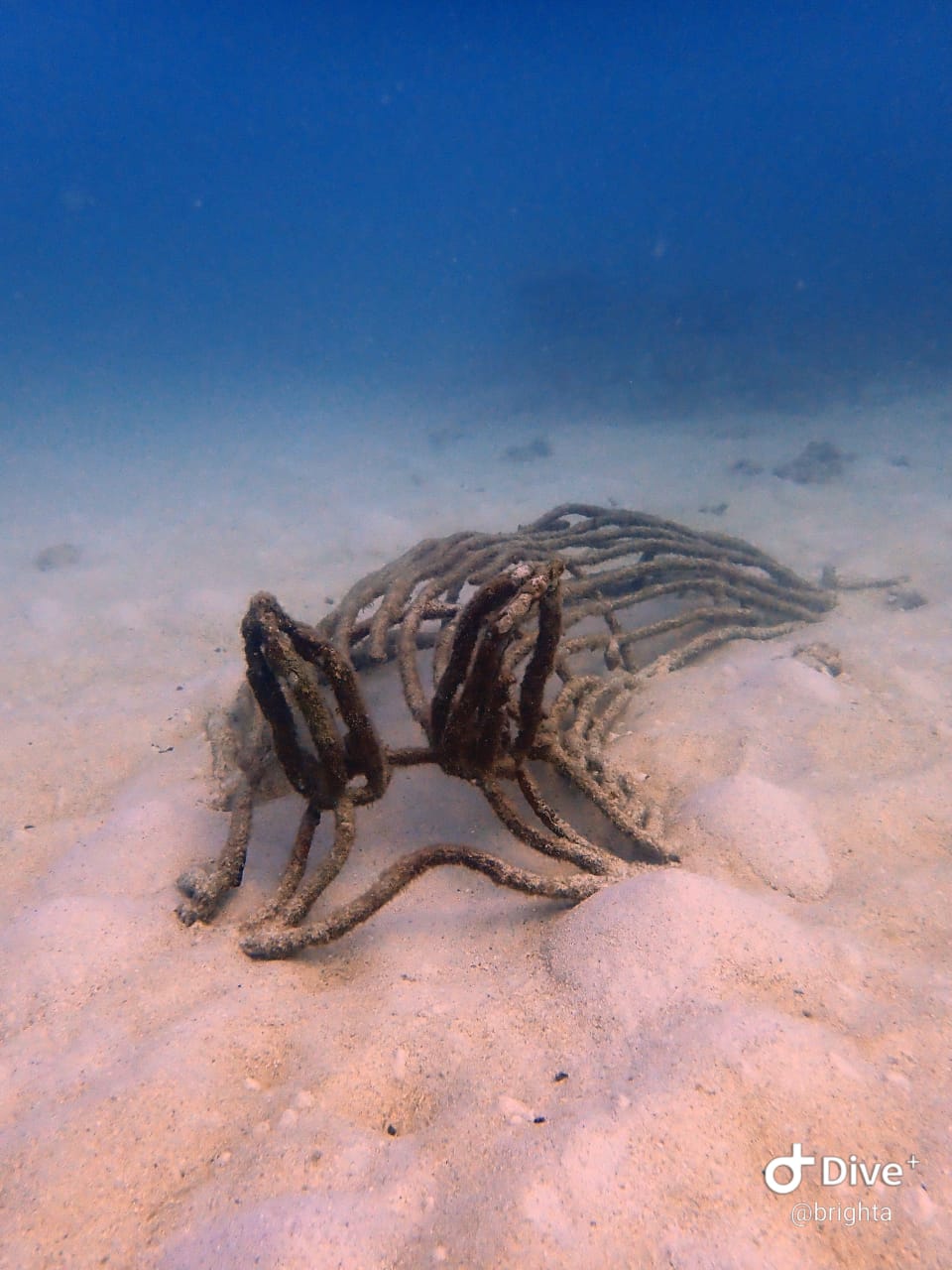 Junkyard Reef photo 3