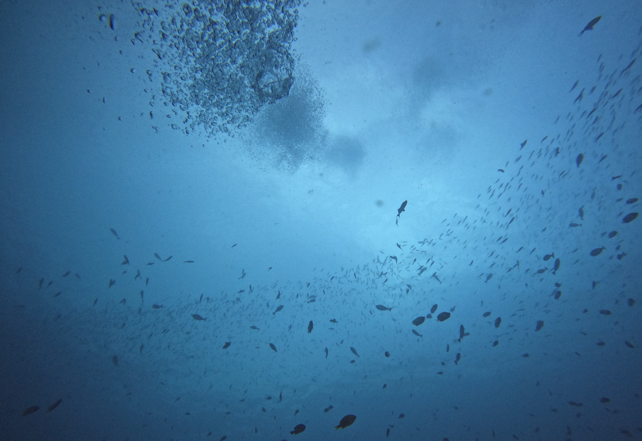 Monkey Wreck photo 3