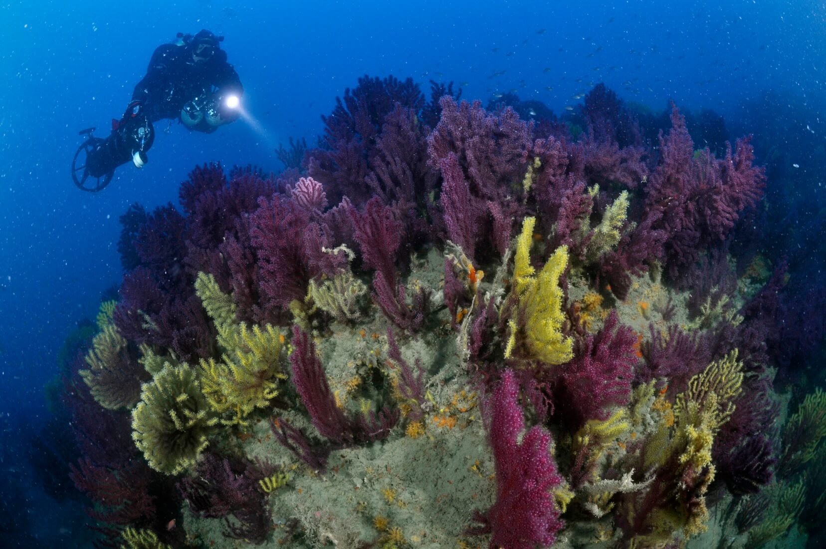 Punta Manara