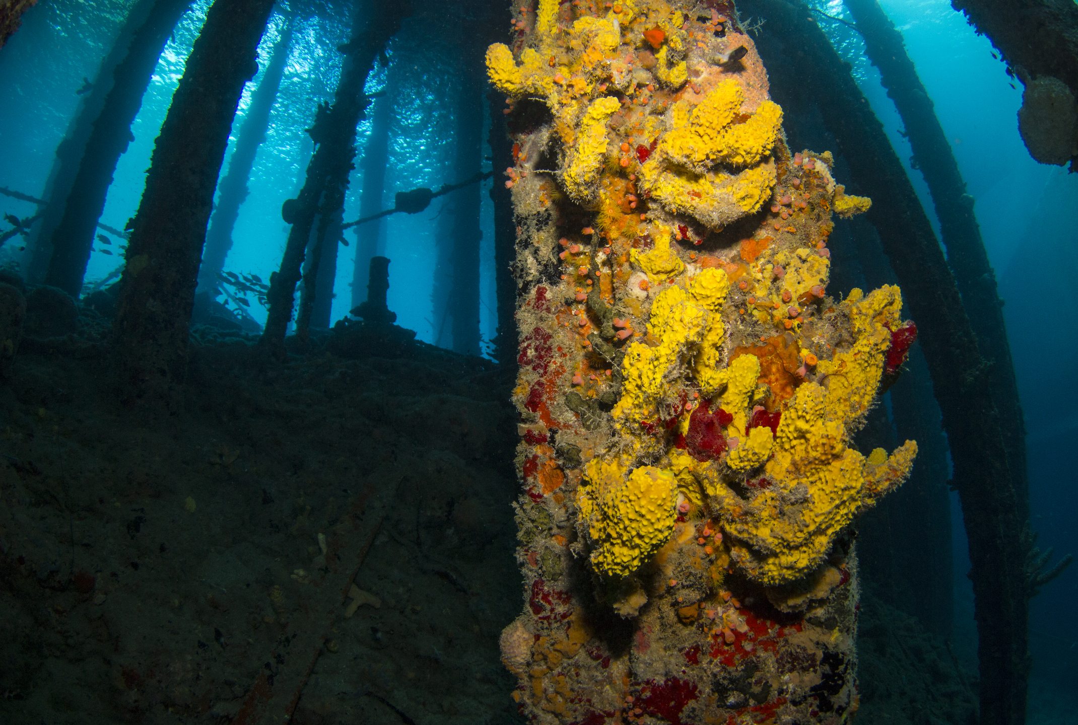 Tugboat Housereef of CURious 2 DIVE photo 4