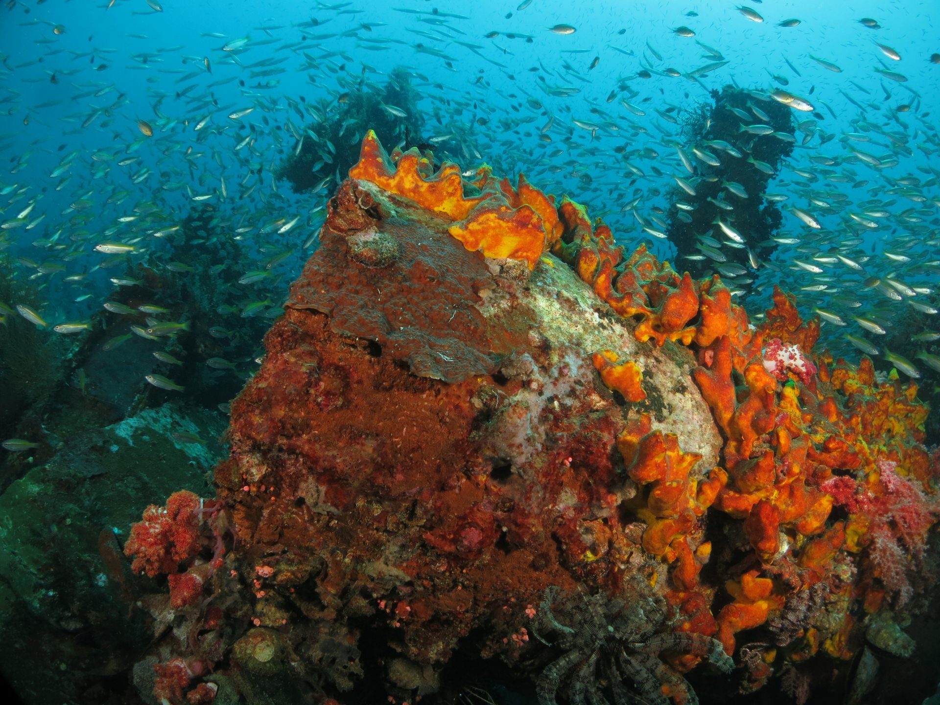 Rice Bowl Wreck