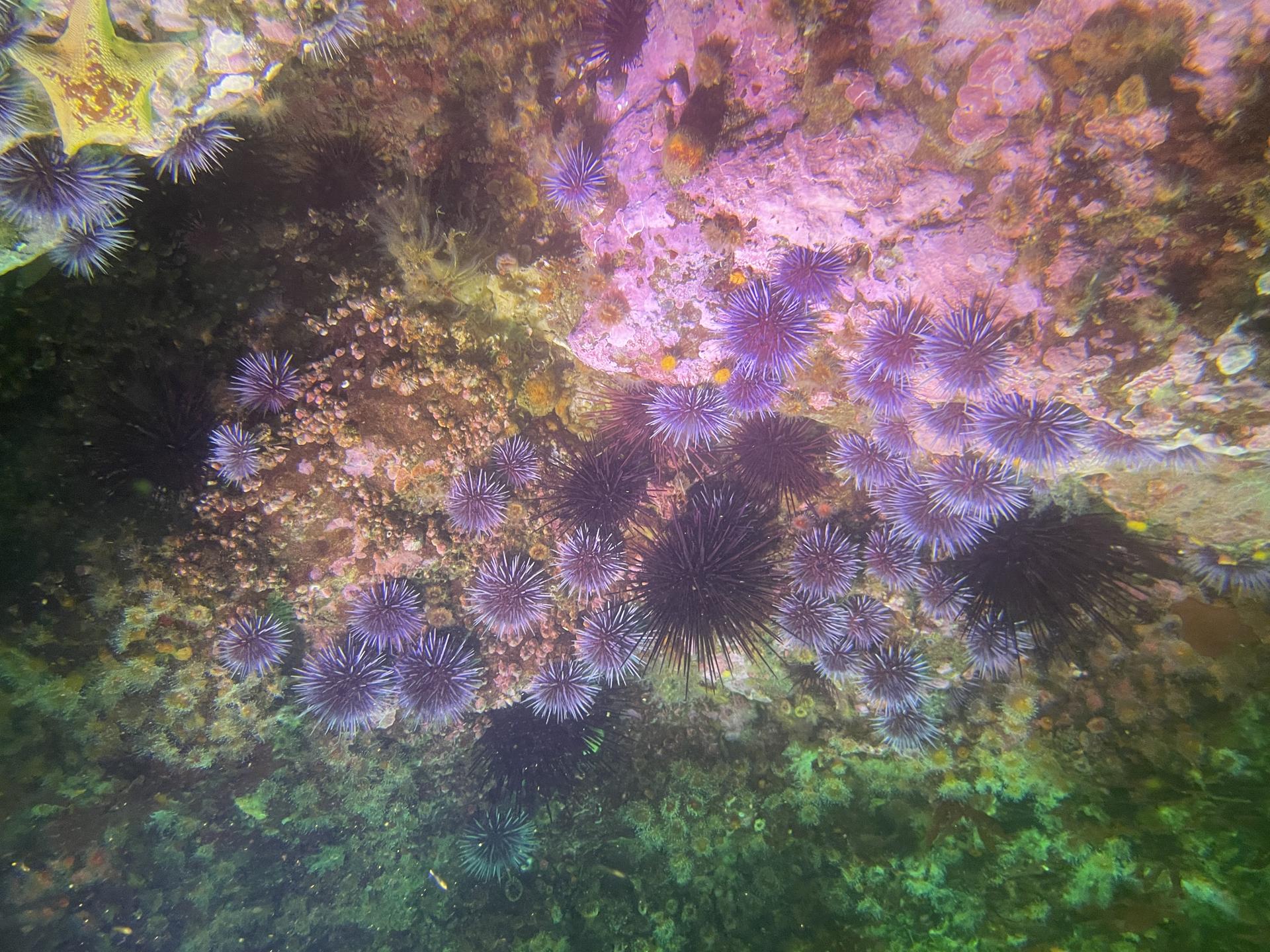 San Miguel Island photo 9