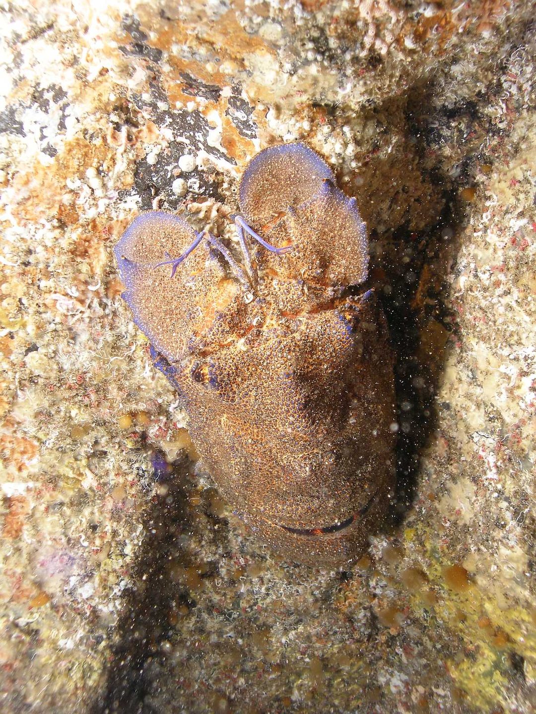 Bollullo photo 5