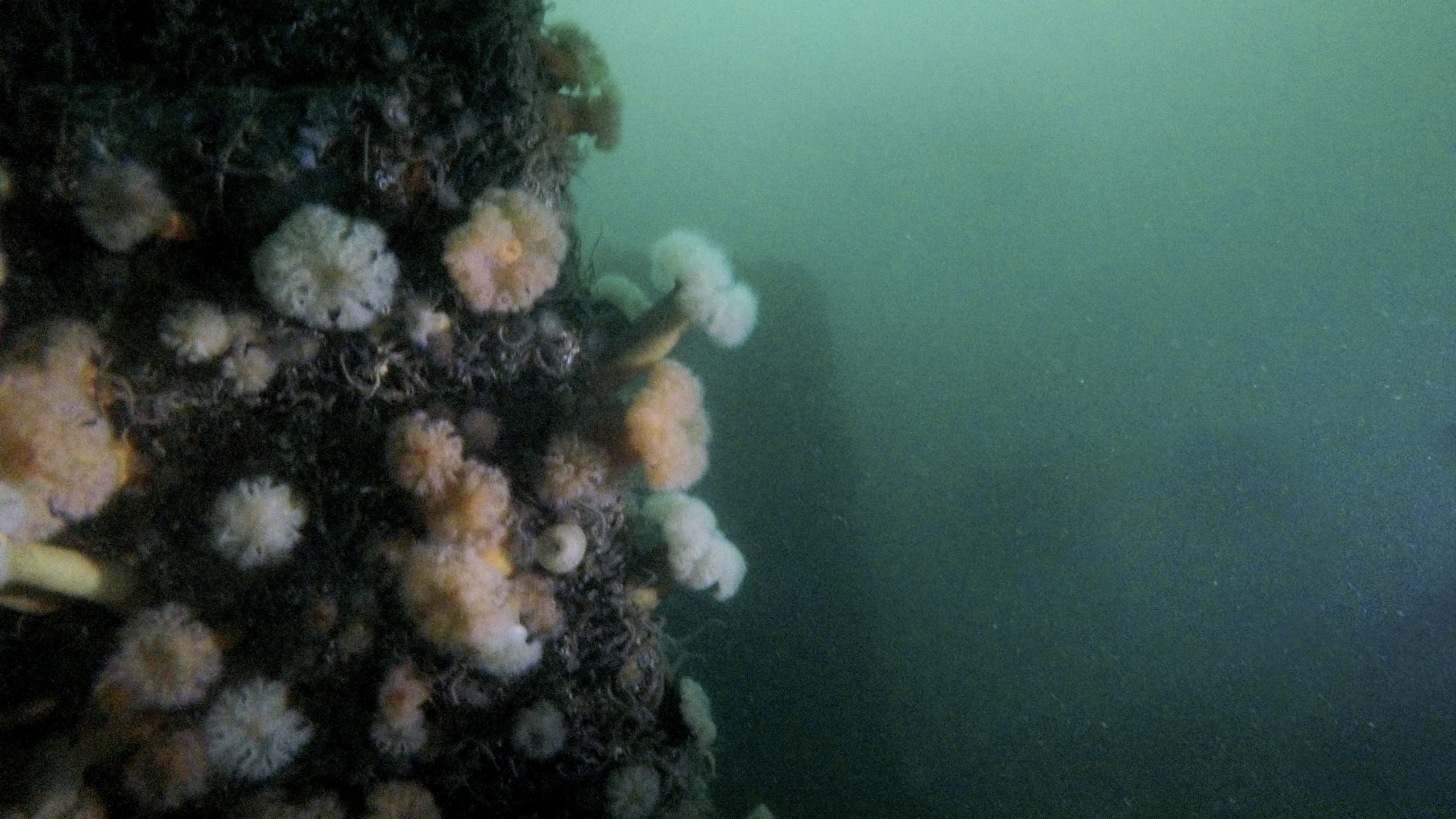 Scapa Flow photo 2