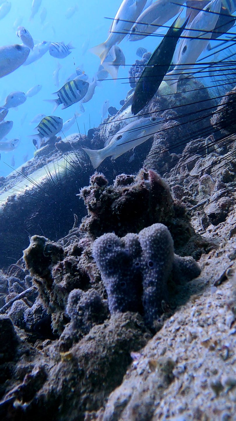 Humsi Wreck photo 8