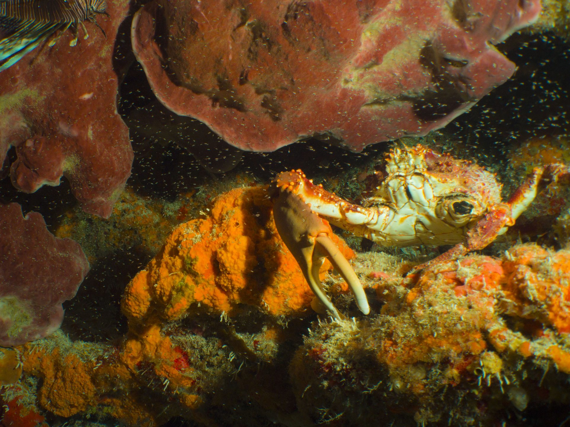 Chitales Reef photo 5